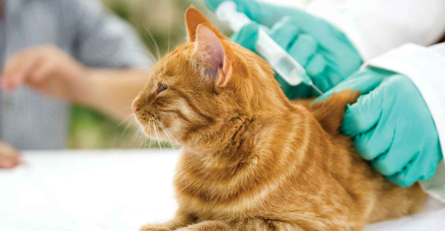 Bệnh Giảm Bạch Cầu Ở Mèo – Bệnh Viêm Ruột Truyền Nhiễm Ở Mèo